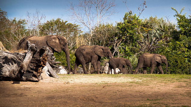 The Bucket List: 8 U.S. Safari Experiences - Paste